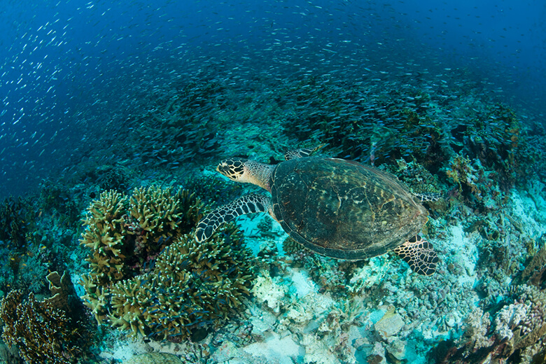 主にサンゴ礁が発達した温かい海、なかでもインドネシアやミクロネシアの海に多くすんでいます。エビやカニのほか、尖った口と前肢で、死んだサンゴのがれきの下からカイメンを器用に選り分けて食べます。