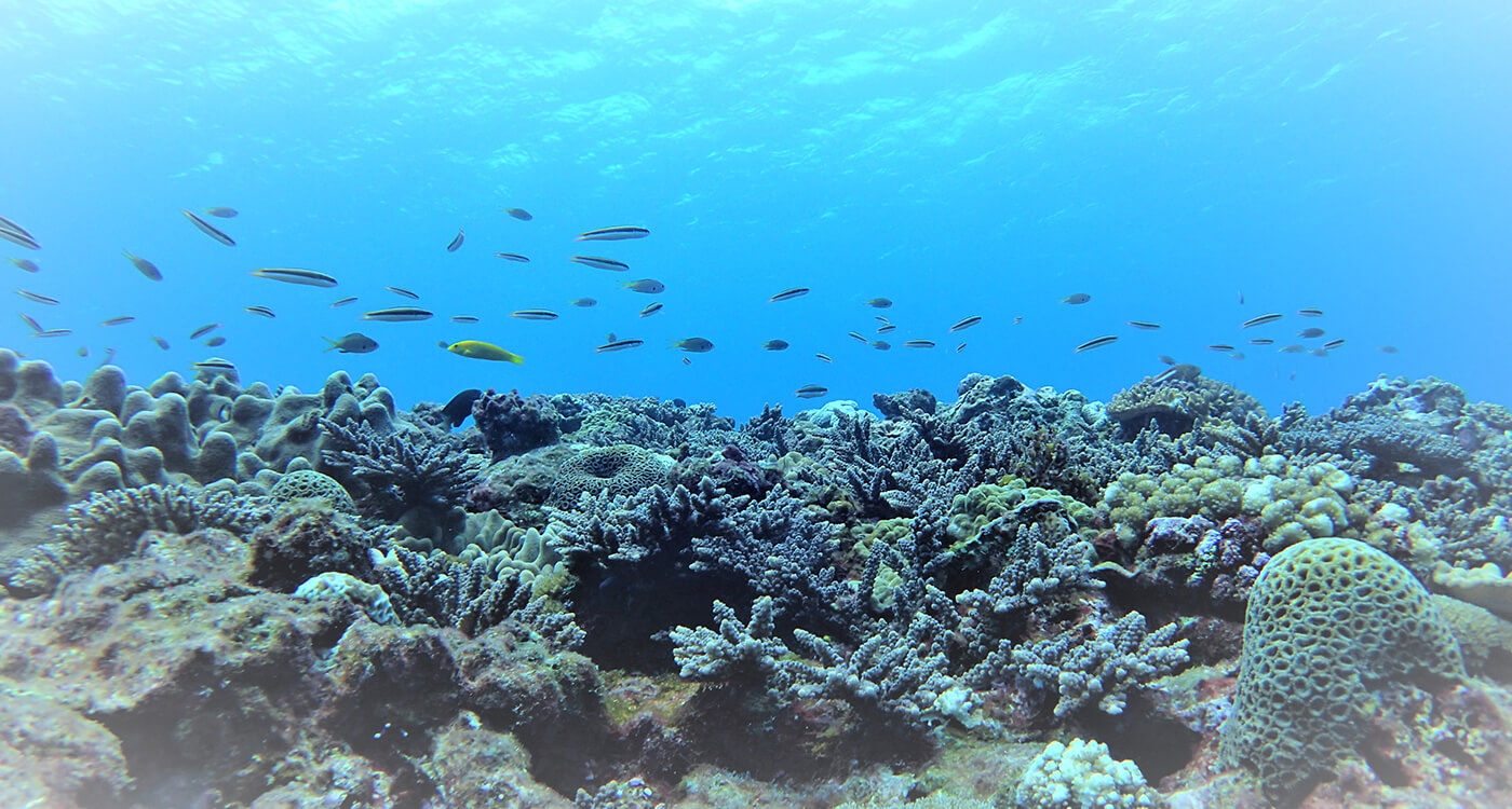 喜界島サンゴ礁文化フォーラム開催 ｜WWFジャパン