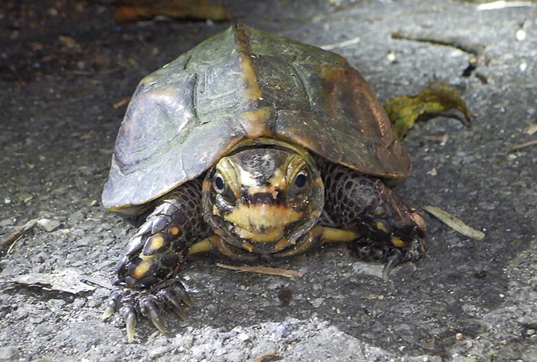 密猟密輸の対象となっているリュウキュウヤマガメ(IUCNレッドリスト/EN、環境省レッドリスト/VU、レッドデータおきなわEN、種の保存法の国内希少野生動植物種、国指定天然記念物)