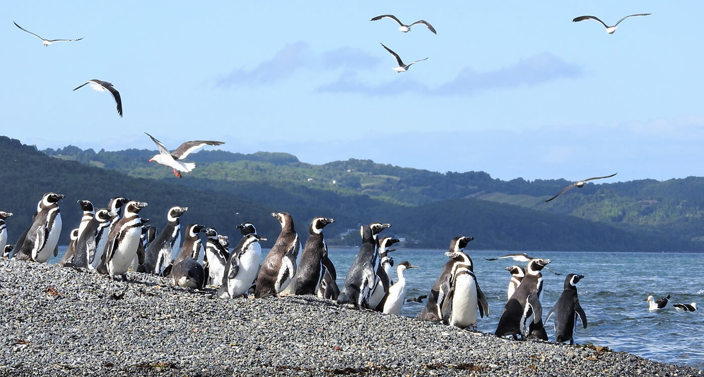 南米 サザンコーン海洋保全プログラム Wwfジャパン 南米 サザンコーン海洋保全プログラム Wwfジャパン
