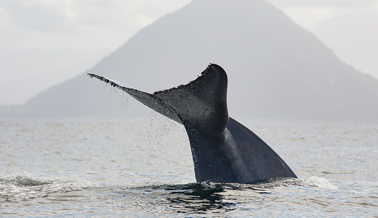 シロナガスクジラ