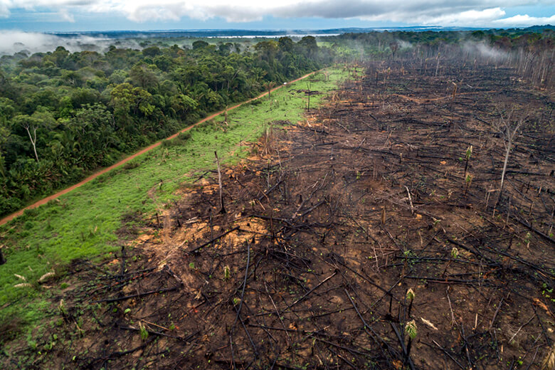 コロナ禍で森林破壊は悪化したか Wwfジャパン