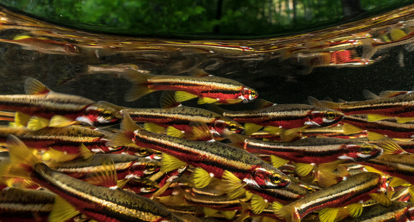 世界的な淡水魚の危機を報告『世界の忘れられた魚たち』 ｜WWF