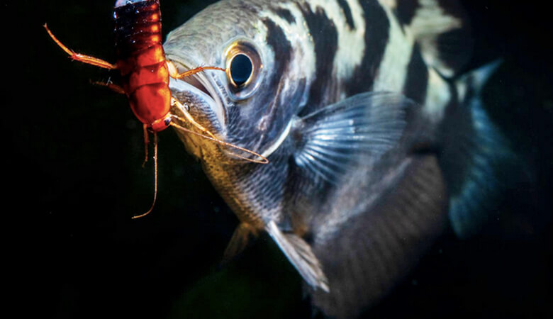 熱帯の川にすむテッポウウオ(Archerfish)。水鉄砲のように水を吹きだし、獲物となる昆虫などを水に落として捕食します。