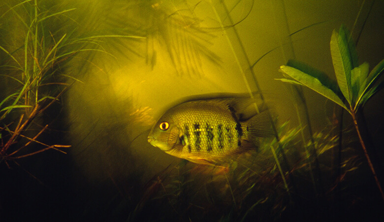 南米に分布するシクリッドの一種(Banded cichlid)。親魚は稚魚に危険が迫ると、口内に吸い込んで守ります