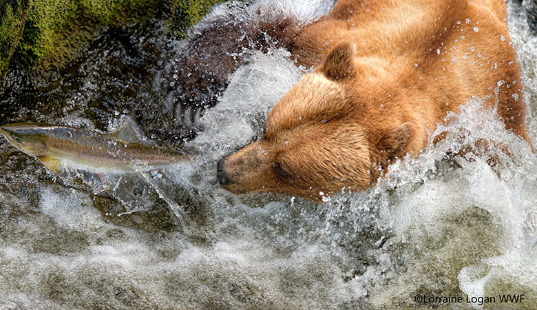 シベリアやアラスカの重要な漁業資源であるサケは、冬眠前のクマにとっても重要な食物。サケを捕食したクマの排泄物は、海や川の栄養分を、周辺の森やツンドラにもたらします。