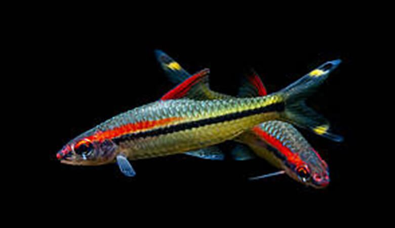 インドの河川に生息するレッドライントーピードバルブ。観賞魚として人気がありますが、絶滅が心配されています。アメリカの「National Pet Owners Survey」によれば、世界で飼育されているネコ 8,830万匹、イヌ7,480万匹、鳥類1,600万羽、爬虫類1340万匹に対し、淡水魚は1億4,200万匹また、5,300種の観賞魚の90%が熱帯の淡水魚と言われています。