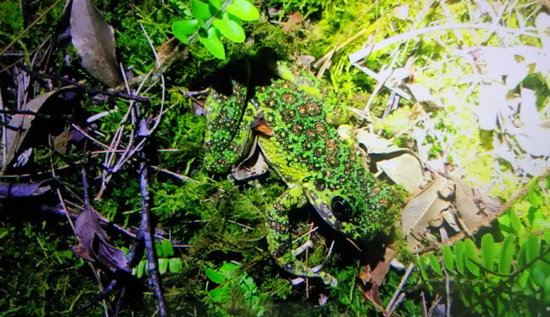 イシカワガエル