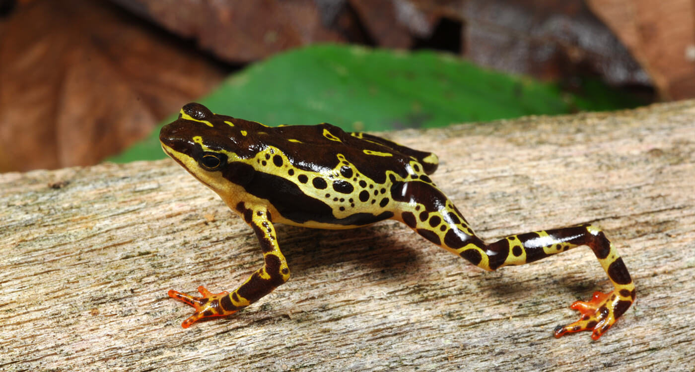 外来生物と気候変動と動物由来感染症 Wwfジャパン