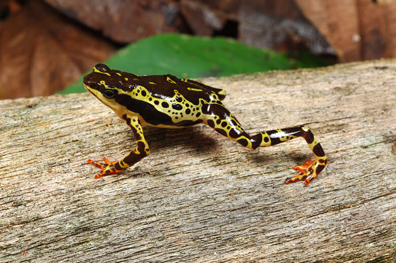 中南米に分布するフキヤガマの1種。フキヤガマ属のカエルは94種中、4種が絶滅、残りの8割以上が絶滅の危機にあり、その原因にはカエルツボカビ症や気候変動が挙げられています。昨年12月に更新された、絶滅の危機にある世界の野生生物のリスト「レッドリスト」でも、多くの両生類の危機が明らかにされました。