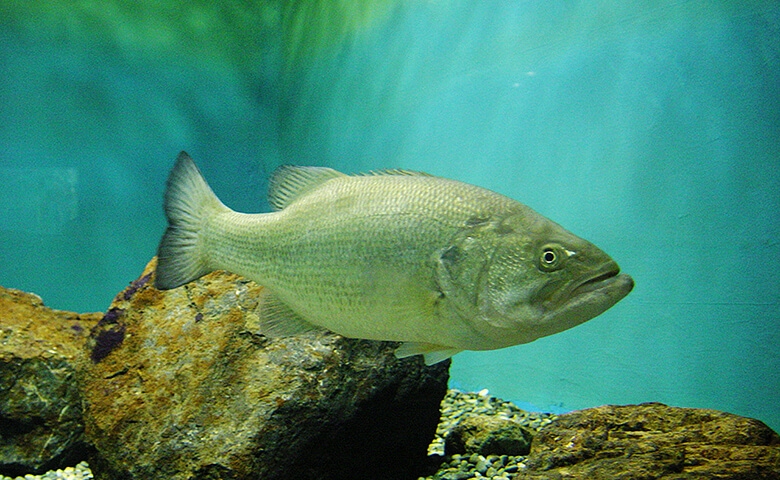 外来生物問題は深刻な環境問題ですが、その生物自体が悪いわけではありません。原因はあくまで、それを持ち込んだ人の側にあります。外来生物を増やさない生物の飼育や管理は、人に問われる大きな責任です。