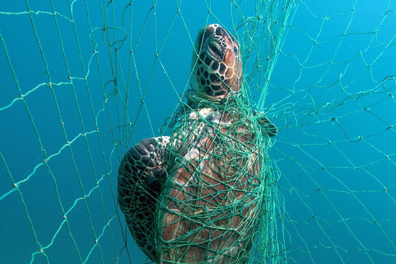 刺し網にからまり溺死したアオウミガメ。ウミガメ類は毎年40万頭以上が混獲の犠牲になっていると推定されています。
