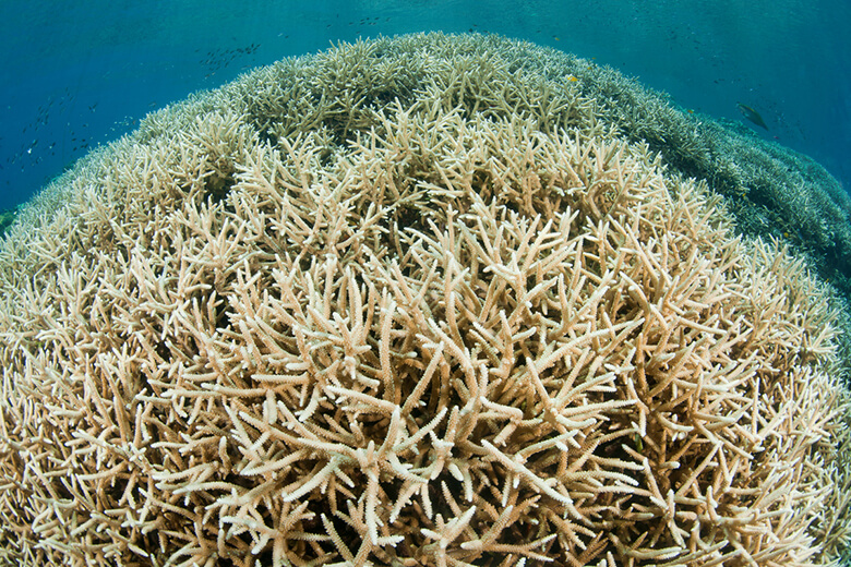 海水温の上昇により白化したサンゴ。サンゴにストレスを与え、大規模な死にもつながる白化現象は、1℃の気温上昇でも深刻な規模で発生します。2℃上昇した場合には、世界のサンゴ礁のほとんどが死滅すると予測されていますが、IPCC(気候変動に関する政府間パネル)では、すでに産業革命以降、世界の平均気温は約1℃上昇しており、早ければ2030年には約1.5℃に達する可能性があると指摘しています。さらに今以上の対策を取らなければ21世紀末には4℃以上、上昇する恐れがあります。
