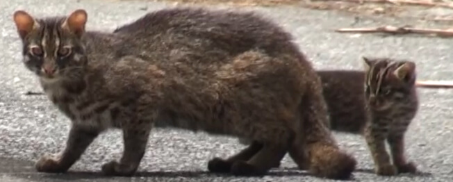 世界で西表島にのみ生息するイリオモテヤマネコ