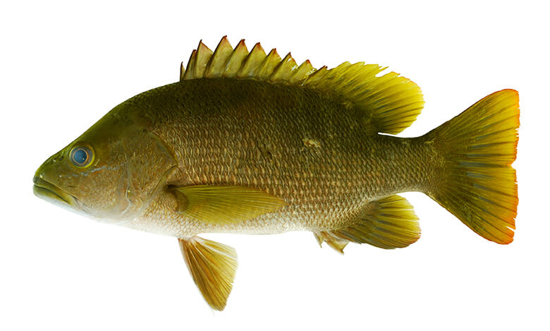 浦内川に生息する希少魚ウラウチフエダイ(環境省レッドリスト絶滅危惧ⅠA類(CR))©鈴木寿之