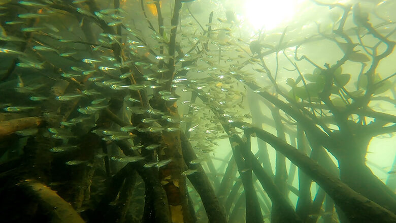 マングローブは魚の楽園(タカサゴイシモチ属)
