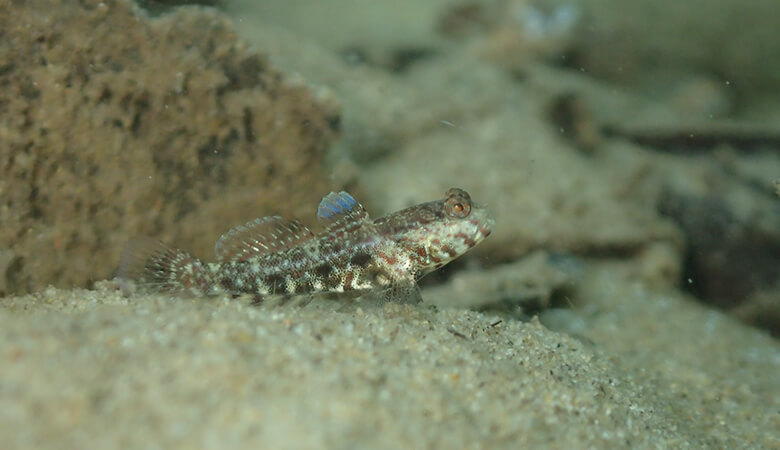 タカノハハゼ