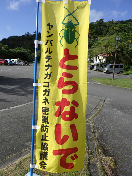 希少昆虫の密猟防止を呼び掛けるのぼり 昆虫の密猟も跡を絶たない