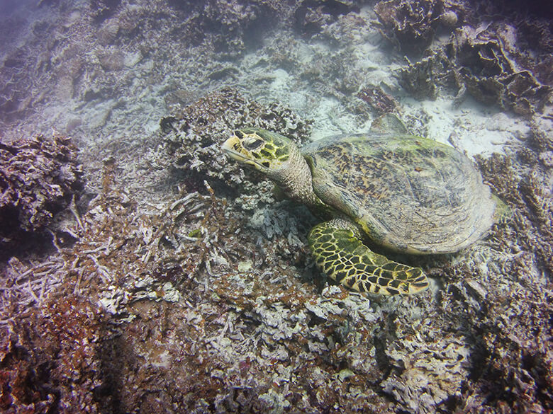 モーリシャスの沿岸域で確認されているタイマイ