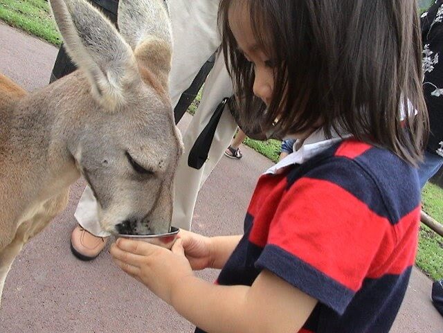 カンガルーに餌をあげている幼少期の私です。
