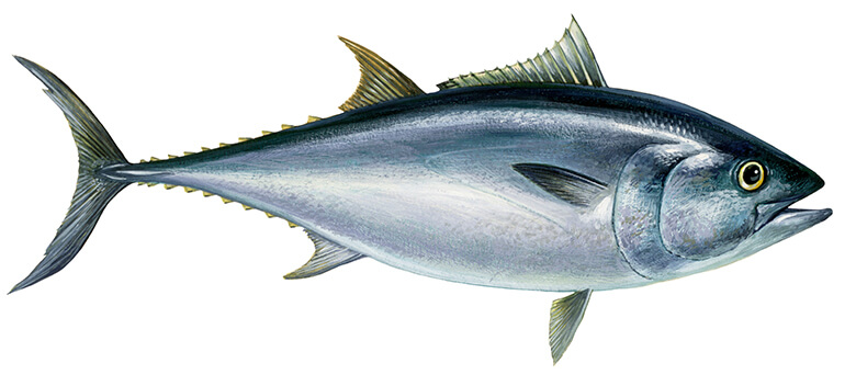 © Scandinavian Fishing Yearbook / WWF