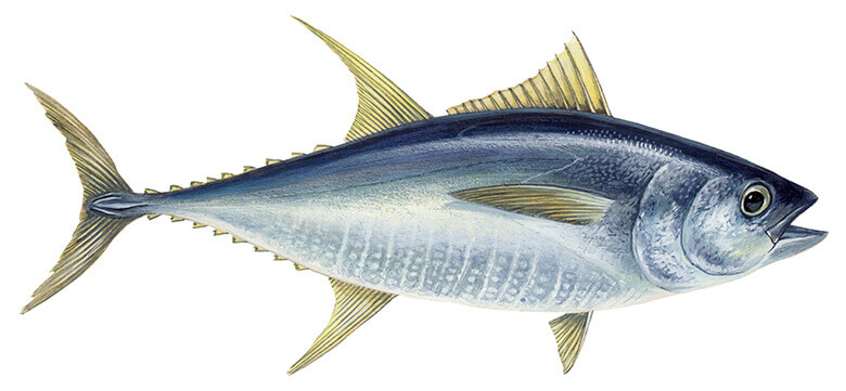 © Scandinavian Fishing Yearbook / WWF