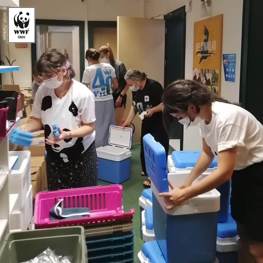 野生動物救護で使う緊急用のキットを用意するスタッフたち