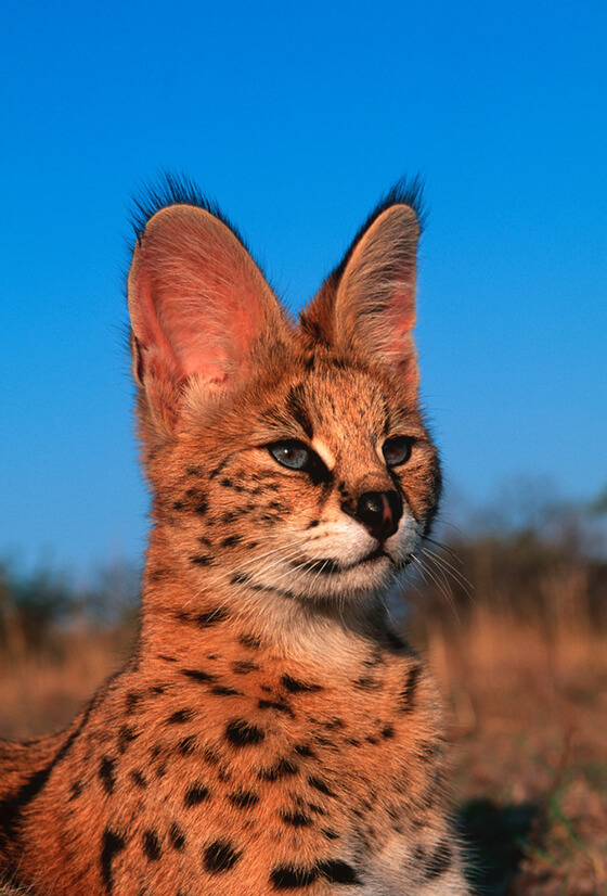 某アニメで知名度と人気が高まりました。現在、国内でのペット目的のサーバル(Leptailurus serval)の飼育は動物愛護管理法で禁止されています。