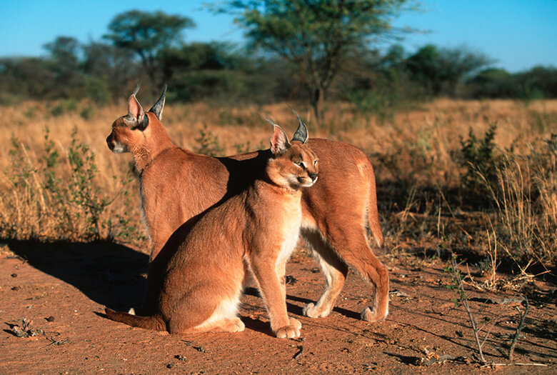 カラカル(Caracal caracal)はアフリカからインドにかけて生息しています。開発による生息地の減少や家畜を襲った報復に殺されることなどがこの種の脅威となっています。国内でのペット飼育は2020年6月より禁止されています。