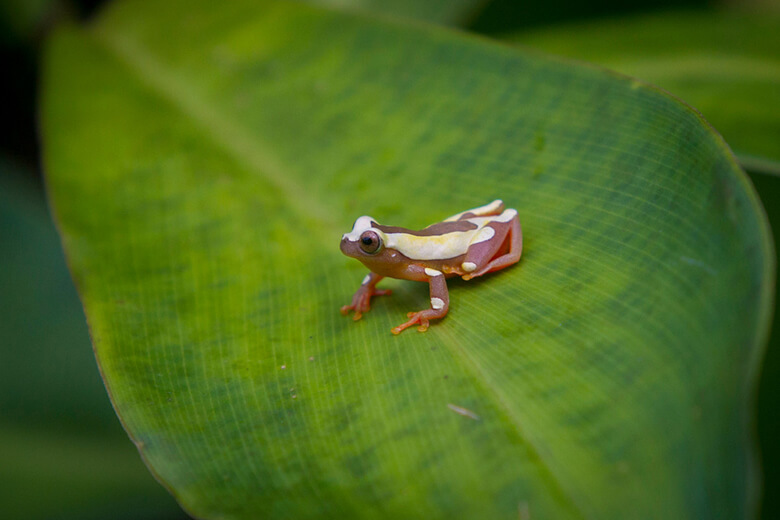 フチドリアマガエル(Dendropsophus leucophyllatus) 、ペルーのマヌ国立公園にて。同種は日本でもペット販売が確認されている。