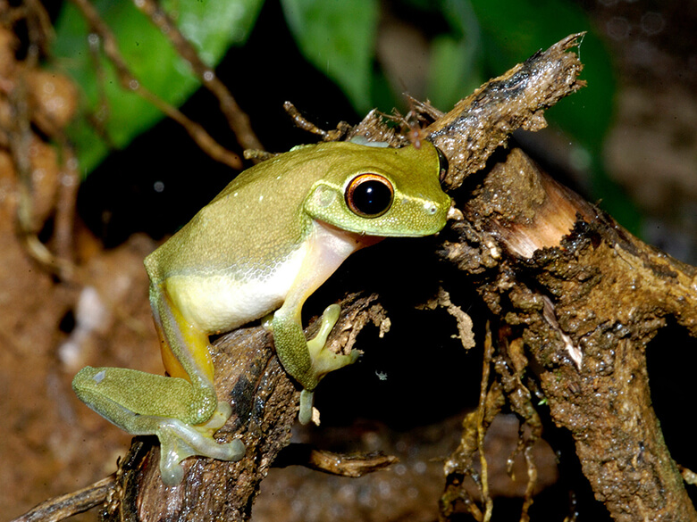 ンスジアメガエル(Litoria aurea)パプアニューギニアにて。IUCNレッドリストで危急種(VU)に分類され、日本のペット市場でも販売が確認されている。