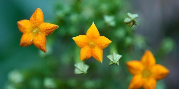 Mussaenda pubescens, Tongbiguan nature reserve, Dehong prefecture, Yunnan province, China