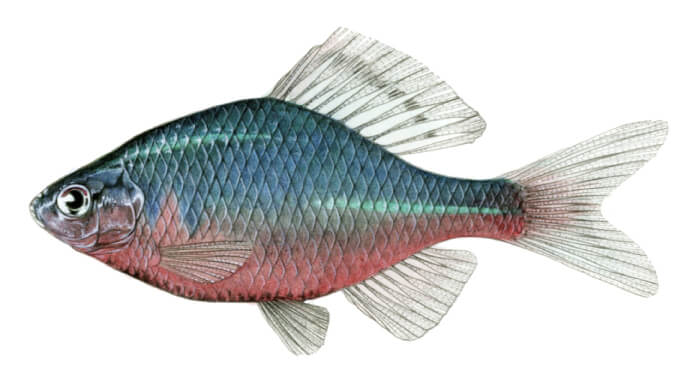 ニッポンバラタナゴ。琵琶湖から九州北部に分布するコイ科の淡水魚で、平野部の細流や水田の農業用水路など、流れの緩やかな水域等に生息する。淡水域に生息する二枚貝に産卵することから、保全においては二枚貝の保全とセットで考えていく必要がある。©nature works