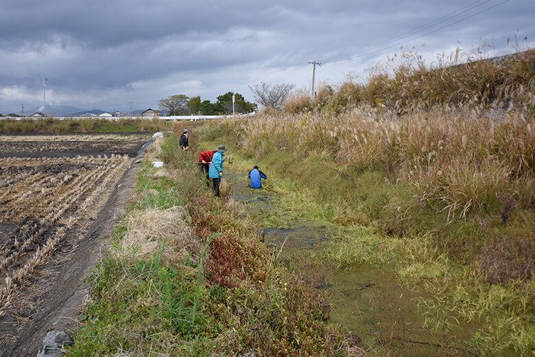 古くからある土水路での調査風景。畔と水路が連続的で、畦畔の植生や水生植物が適切に維持されている環境は、水生生物にとって格好の生息環境となる。