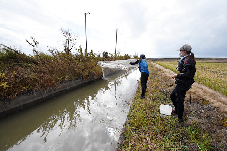 二面コンクリートの水路での調査風景。隠れ家となる構造物や植生が乏しい環境では、生息する生物種は限定的。