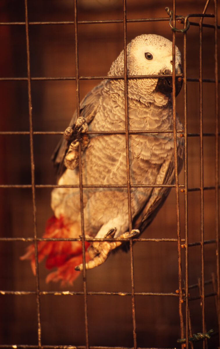 ヨウム(Psittacus erithacus)はペットとしての人気が高まったことで乱獲や違法取引が起こり、2016年に国際的な商取引が禁止されました。