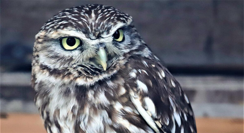近年では、フクロウ類を含む様々な野生動物へのペット需要が高まっており、絶滅のおそれが高まったり、飼いきれなくなったペットの遺棄などの問題が生じています。問題の解決には動物を取扱う事業者の自主的な変革が必要不可欠です。