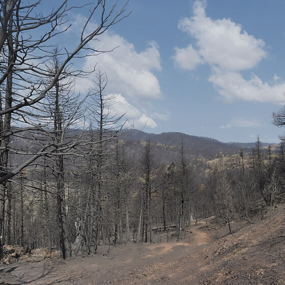 2021年、温暖化によるとみられる干ばつが続いていた地中海沿岸で深刻な山火事が多発した