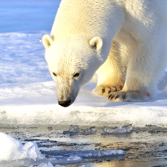 ホッキョクグマ