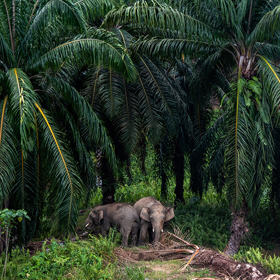 アブラヤシ農園に出てきたアジアゾウ