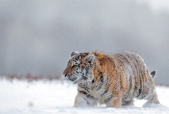 シベリアトラ（アムールトラ）