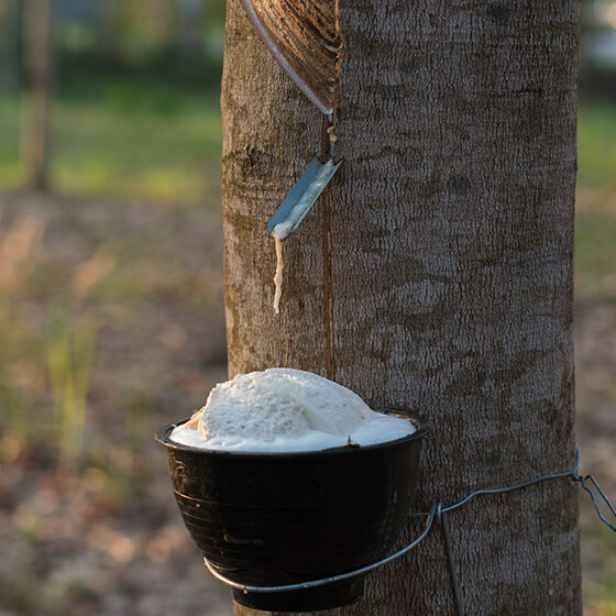 ゴムの木の表面を削ると白い樹液が出る。これを集めて凝固、加工したものが天然ゴム