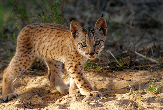イベリアオオヤマネコの仔