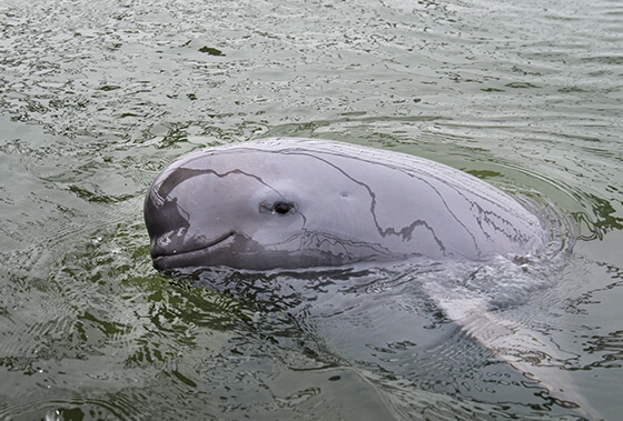 ヨウスコウスナメリ