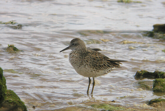 南堡湿地にも飛来するシギ類の一種、ウズラシギ