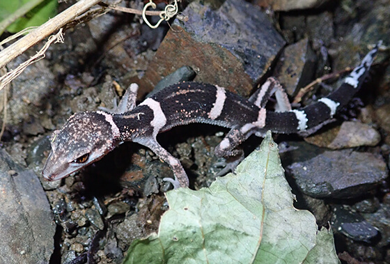 オビトカゲモドキ