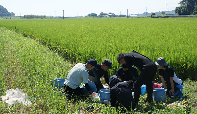 九州北西部の水田地帯は、豊かな淡水生態系が残る貴重な場所でもある