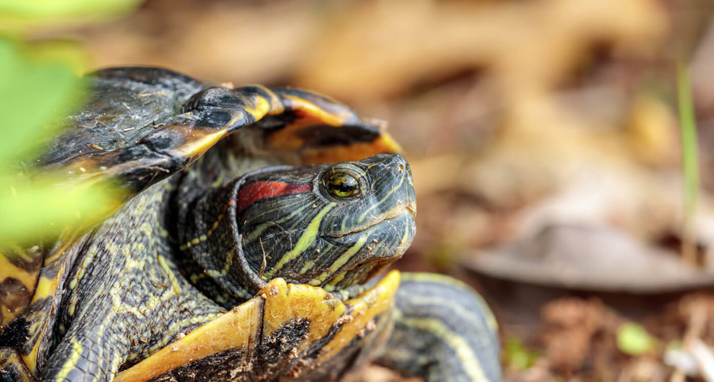 解説「アメリカザリガニとミドリガメの放流が禁止に？」 ｜WWFジャパン
