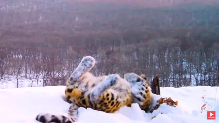 雪の上でゴロゴロするアムールヒョウ