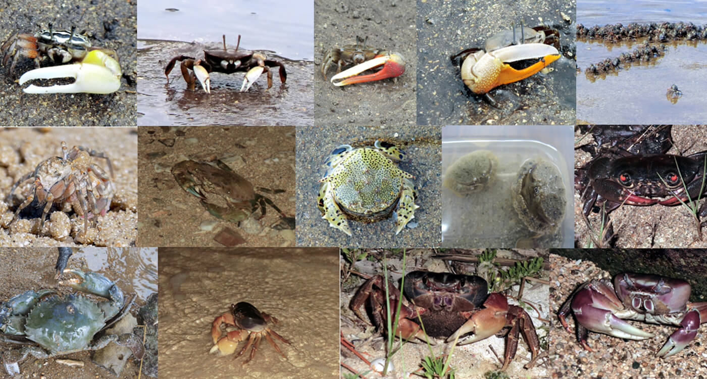 名蔵アンパルの生物多様性の豊かさの象徴ともいえる多種多様のカニ。名前が分かるカニはどのくらいいますか?セミナーでは、最初の登壇者であるアンパルの自然を守る会・島村共同代表から、これらカニ達が名前とともに紹介されました。気になる方はぜひ動画をご覧ください。